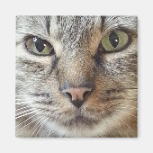 Aimant Chat Brown Longhair Tabby (Devant)