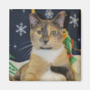 Aimant Chat, chaton, Noël, délivrance, photo