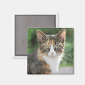 Aimant Chat cool (Recto/Verso)