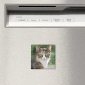 Aimant Chat cool (In Situ (Lave-vaisselle))