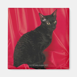 Aimant Chat cornouaillais de rex
