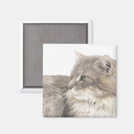 Aimant Chat couché (Recto/Verso)