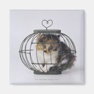 Aimant Chat dans la cage
