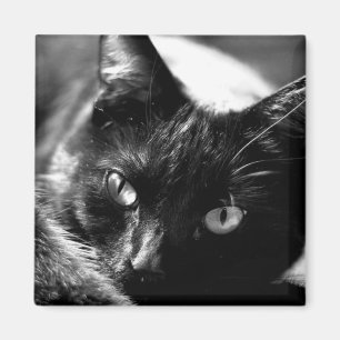 Aimant Chat dans l'aimant carré noir et blanc