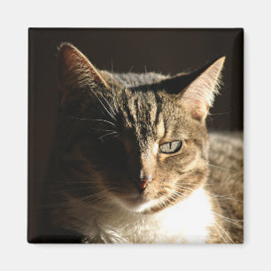 Aimant chat dans les ombres