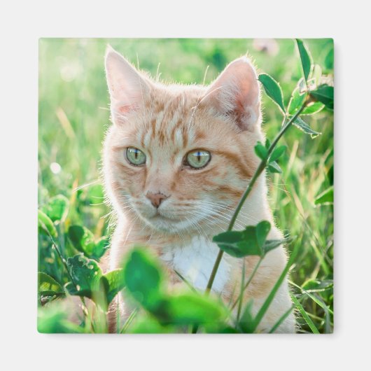 Aimant Chat de gingembre avec yeux verts en herbe (Devant)