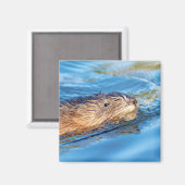 Aimant Chat de muscat dans les fermes de Vassar Réserve é (Recto/Verso)