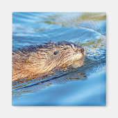 Aimant Chat de muscat dans les fermes de Vassar Réserve é (Devant)