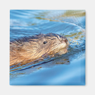Aimant Chat de muscat dans les fermes de Vassar Réserve é