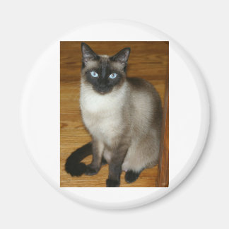 Aimant Chat de Siamese