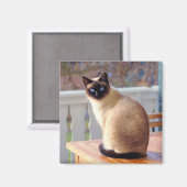 Aimant Chat de Siamese (Recto/Verso)