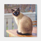 Aimant Chat de Siamese (Devant)