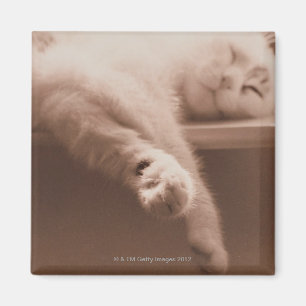 Aimant Chat de sommeil