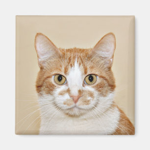 Aimant Chat de sourire