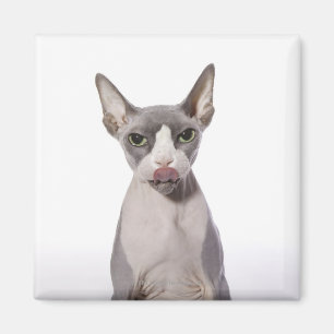 Aimant Chat de Sphynx avec la langue