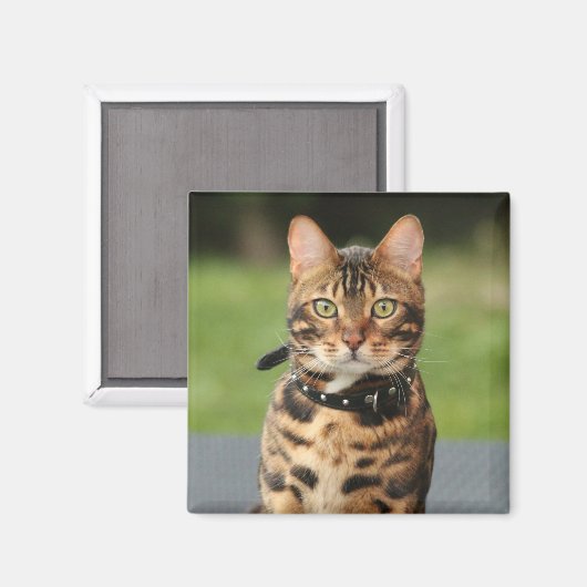 Aimant Chat de tigre du Bengale (Recto/Verso)