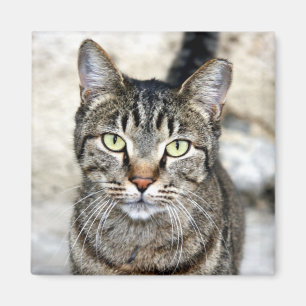 Aimant Chat égyptien