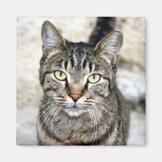 Aimant Chat égyptien (Devant)