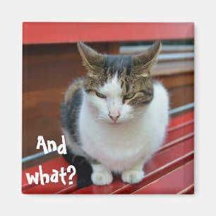 Aimant Chat en colère
