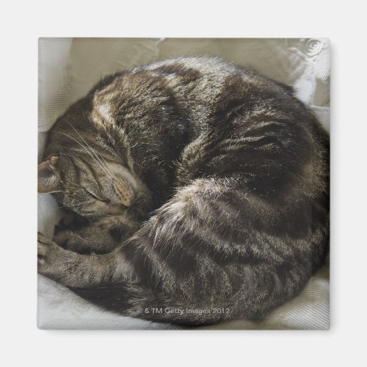 Aimant Chat endormi (Devant)