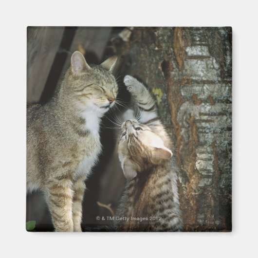 Aimant Chat et chaton par arbre (Devant)