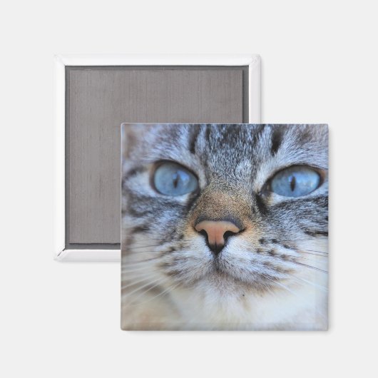 Aimant Chat gris (Recto/Verso)