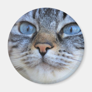 Aimant Chat gris
