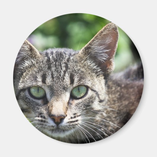 Aimant Chat Gris avec yeux verts (Devant)