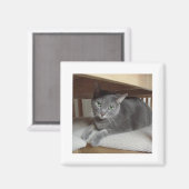 Aimant Chat gris bleu russe (Recto/Verso)