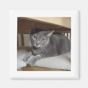 Aimant Chat gris bleu russe