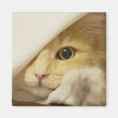 Aimant Chat Jaune qui se lève (Devant)