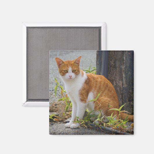 Aimant Chat Kitty Cute Orange (Recto/Verso)