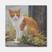Aimant Chat Kitty Cute Orange (Devant)