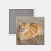 Aimant Chat Kitty Cute Orange (Recto/Verso)