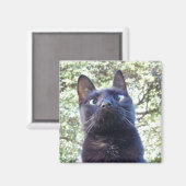 Aimant Chat Kitty noir (Recto/Verso)