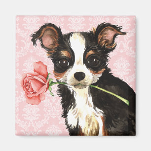 Aimant Chat long Rose de Valentine Chihuahua
