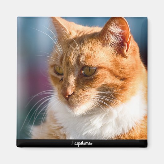 Aimant Chat Maspalomas (Devant)