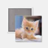 Aimant Chat mignonne aux yeux bleus (Recto/Verso)