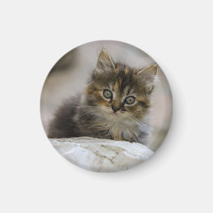Aimant Chat, Nature, Chat domestique
