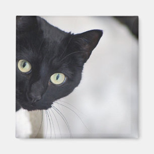 Aimant Chat noir