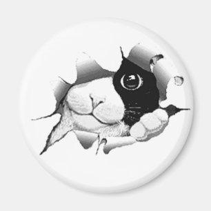 Aimant Chat noir et blanc curieux de Kitty