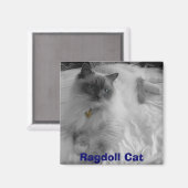 Aimant Chat Ragdoll (Recto/Verso)