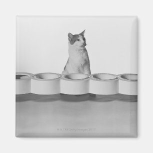 Aimant Chat se reposant et léchant près de la cuvette