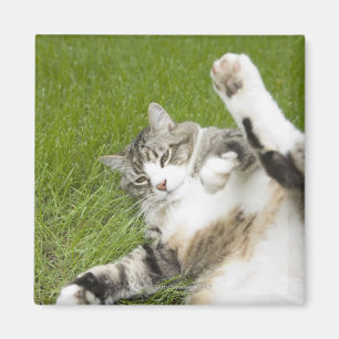 Aimant Chat se trouvant sur l'herbe, plan rapproché