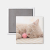 Aimant Chat Shorthair (Recto/Verso)