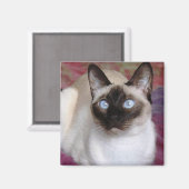 AIMANT CHAT SIAMESE (Recto/Verso)