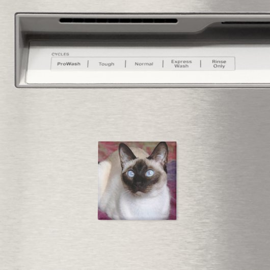 AIMANT CHAT SIAMESE (In Situ (Lave-vaisselle))