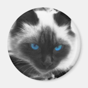 Aimant Chat siamois