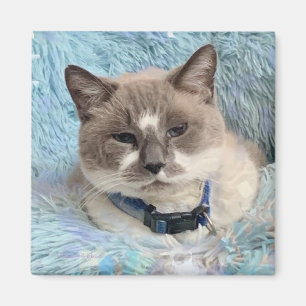 Aimant Chat Siamois Snowshoe Yeux Bleus Maureen Girard
