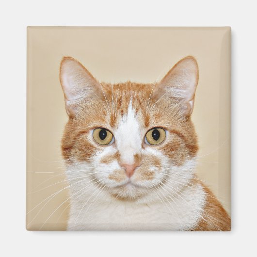 Aimant Chat souriant (Devant)